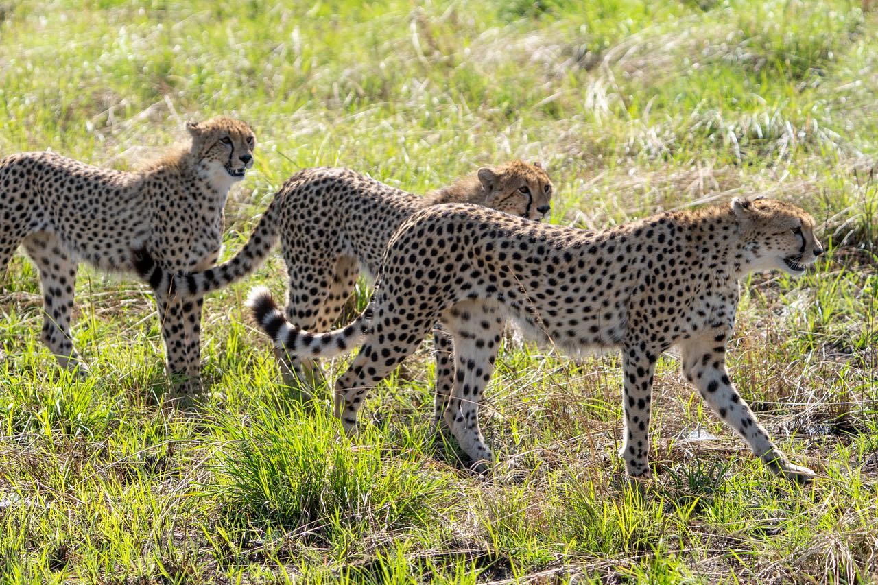 6 DAYS TANZANIA SAFARI EXPERIENCE