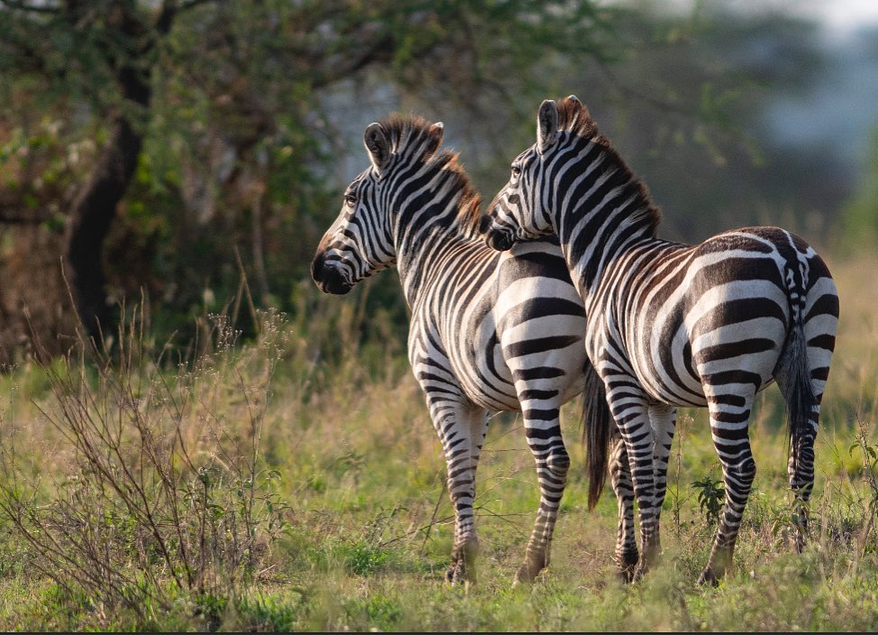 Zebra Pair