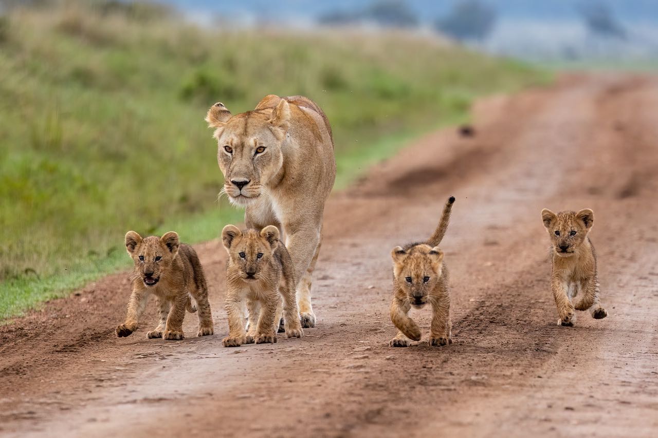 12 Days Tanzania Photographic safari