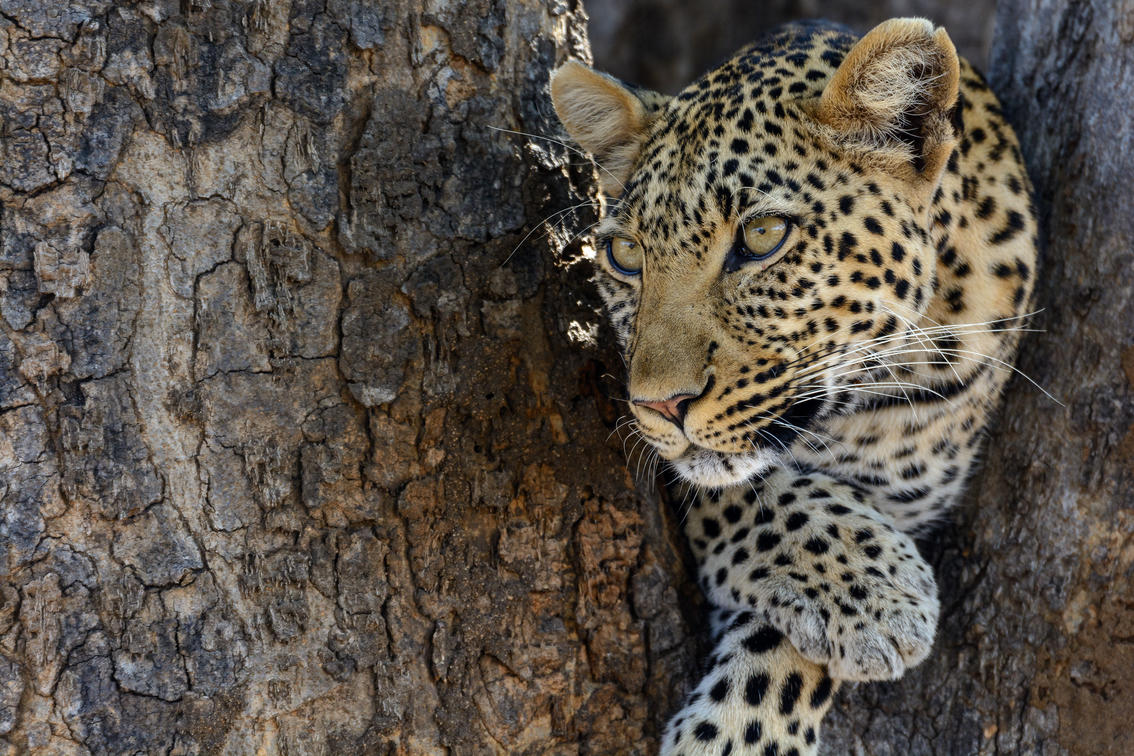 5 Days Tanzania Photographic safari