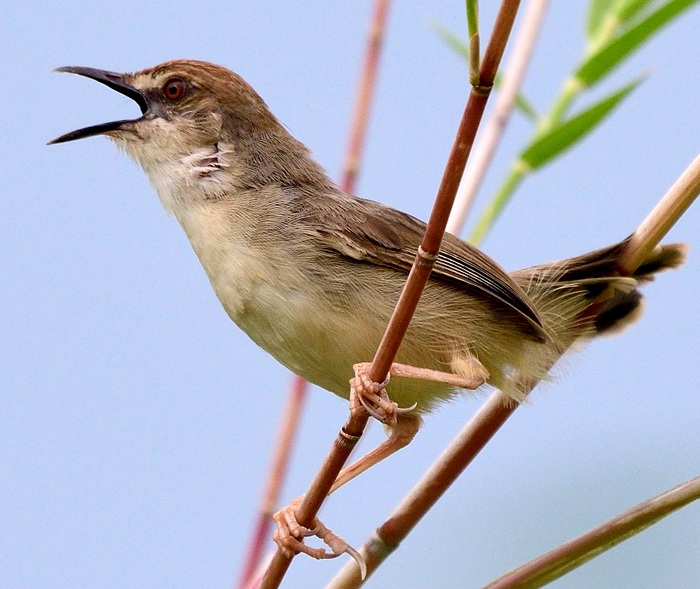 14 Days Tanzania Birding Safari