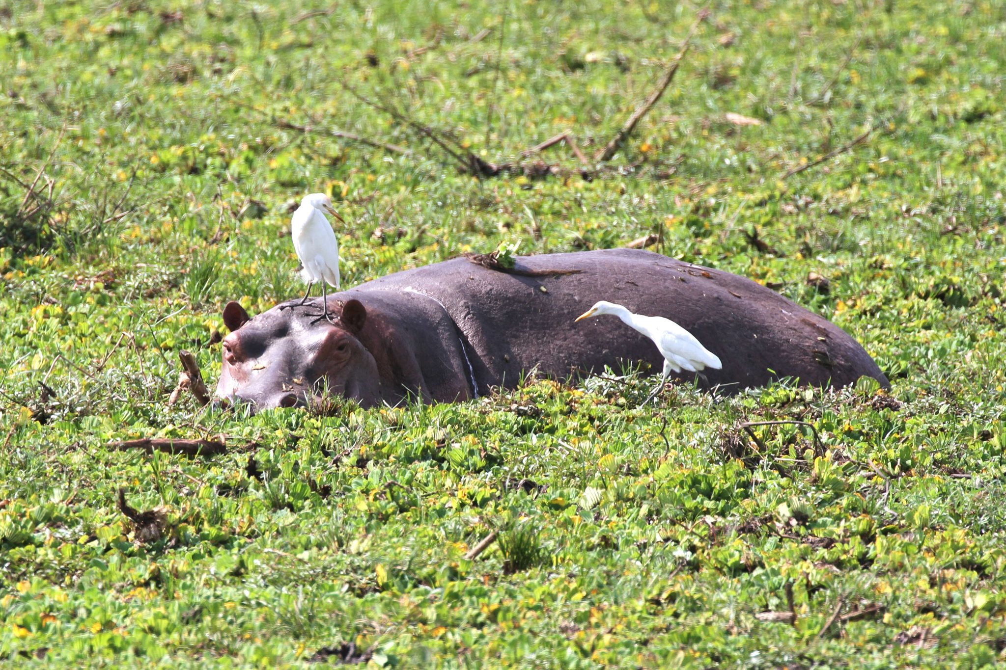 Hippo eating grass -