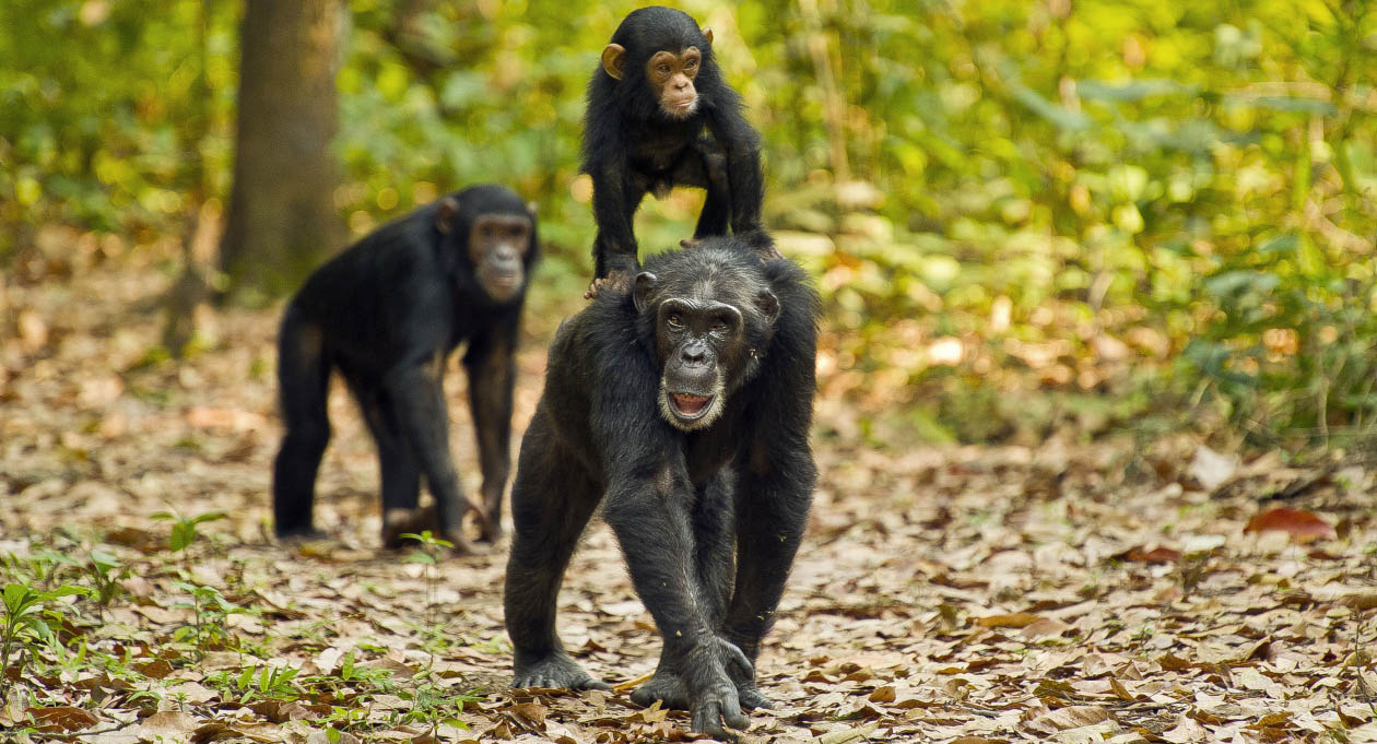 7 Days Tanzania Chimpanzee Luxury Safari