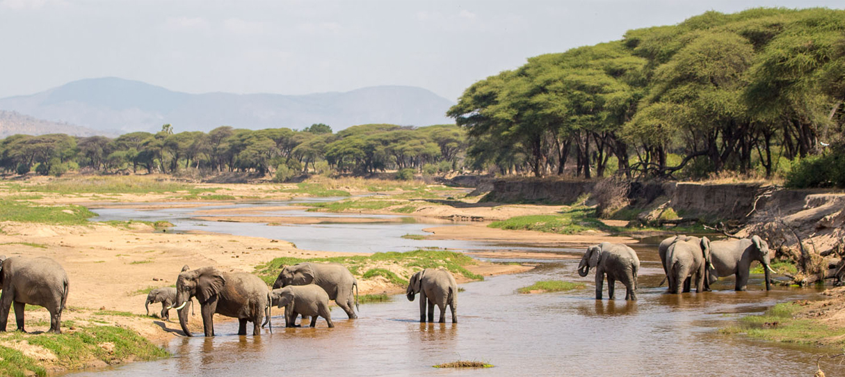 ruaha-national-park