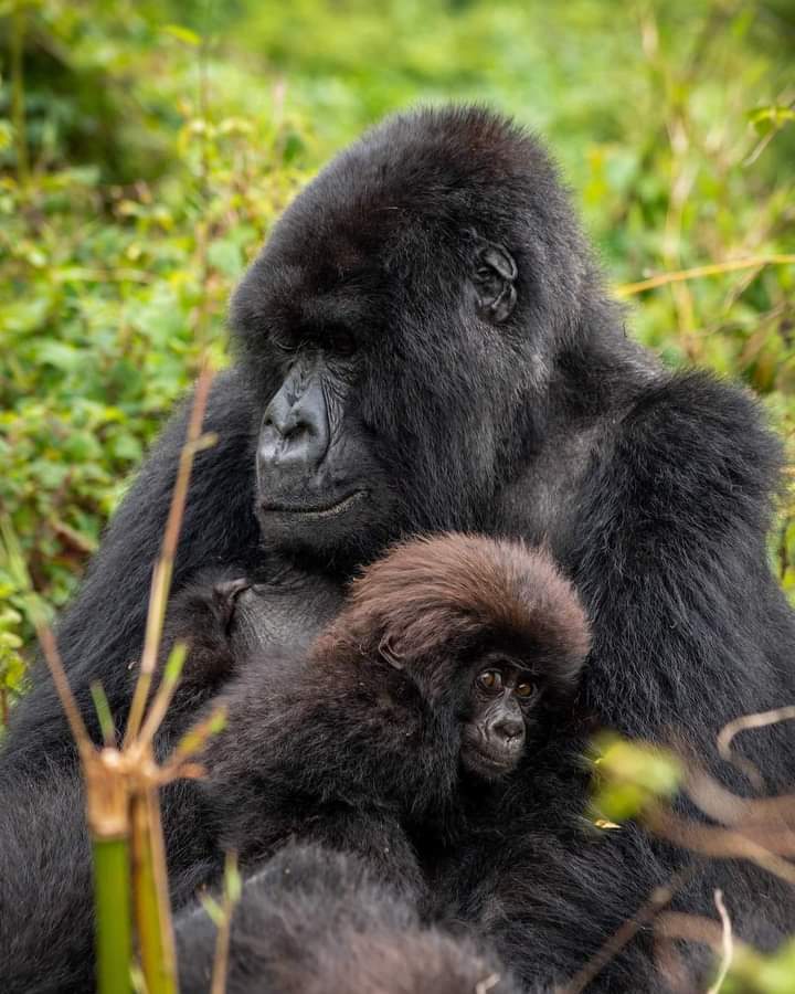 Mountain gorilla