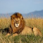 Majestic Lion In Forest