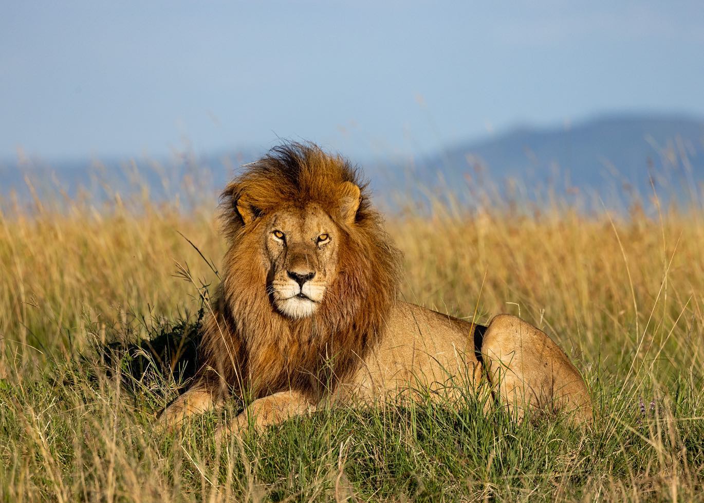 Majestic Lion In Forest