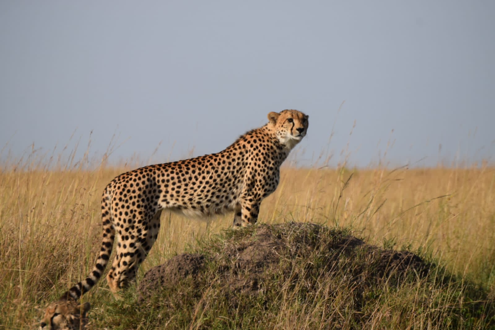 Female Cheetah