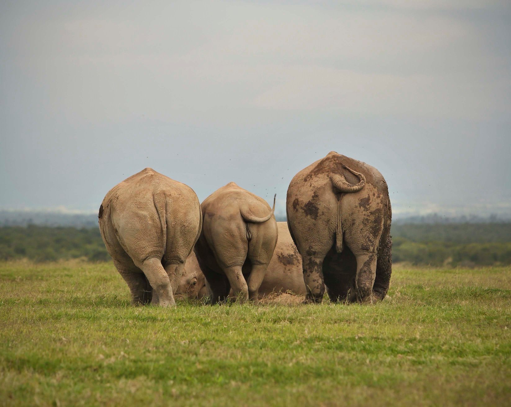 African Elephant