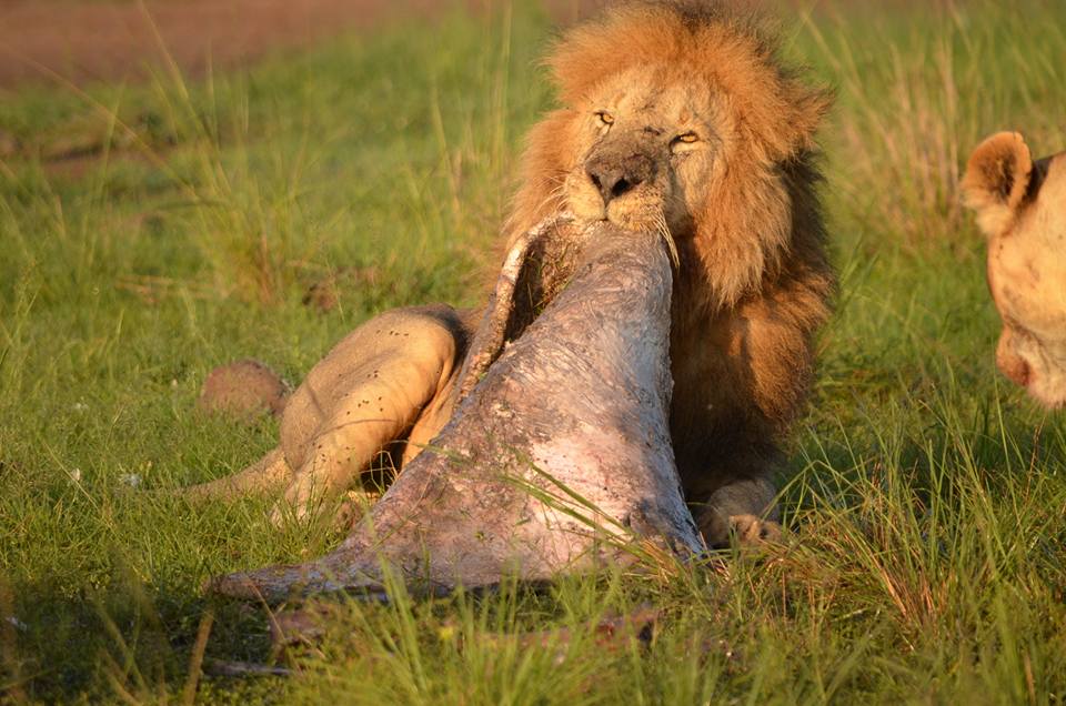 Male Lion Eating