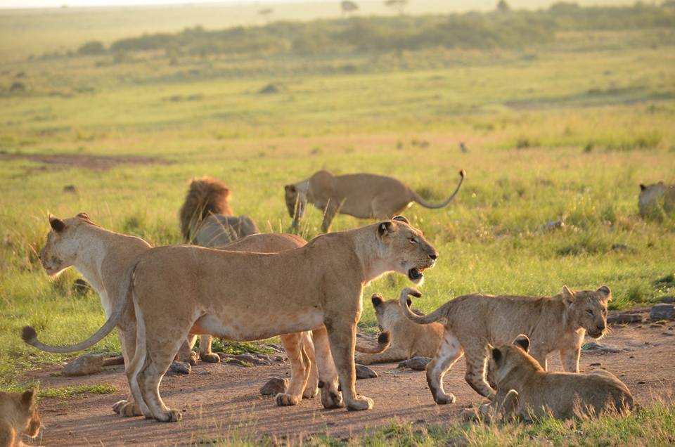 Lions Having a Sunbath