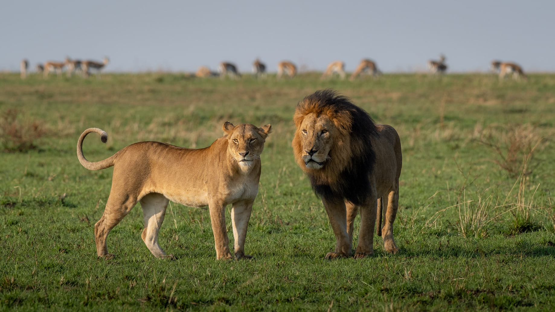 best kenya safari tours