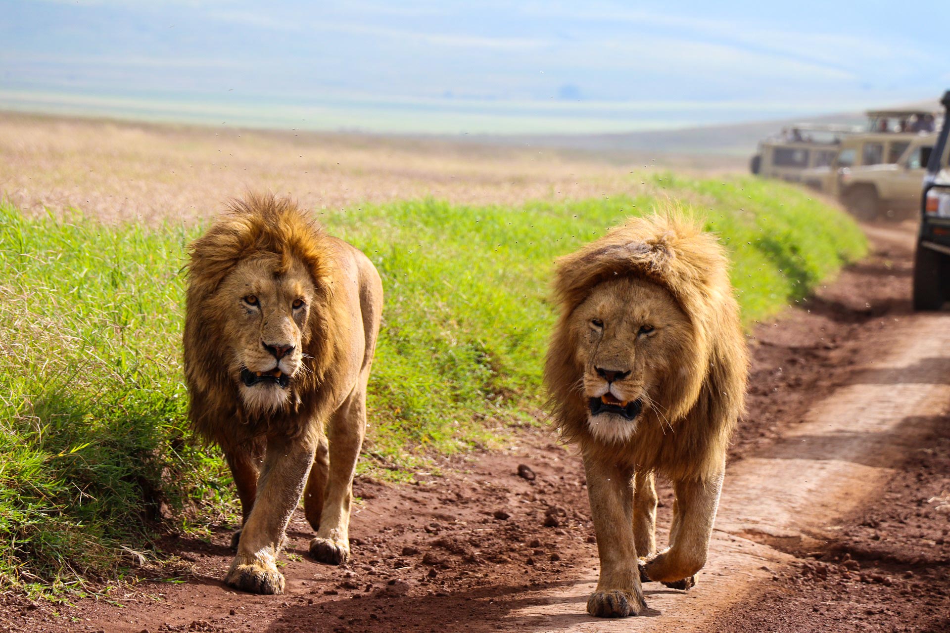 Two majestic lions walk along a dirt road, surrounded by lush greenery and distant safari vehicles in a vibrant wildlife setting.