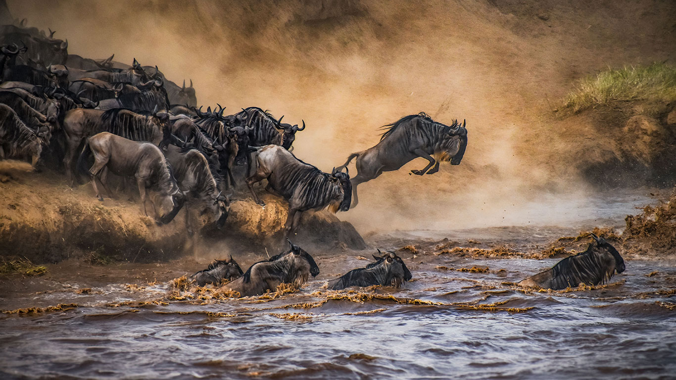 wildbeest migration mara river serengeti