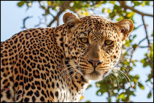 Luxury safari Tanzania Kenya landscape Luxury safari Tanzania Kenya wildlife