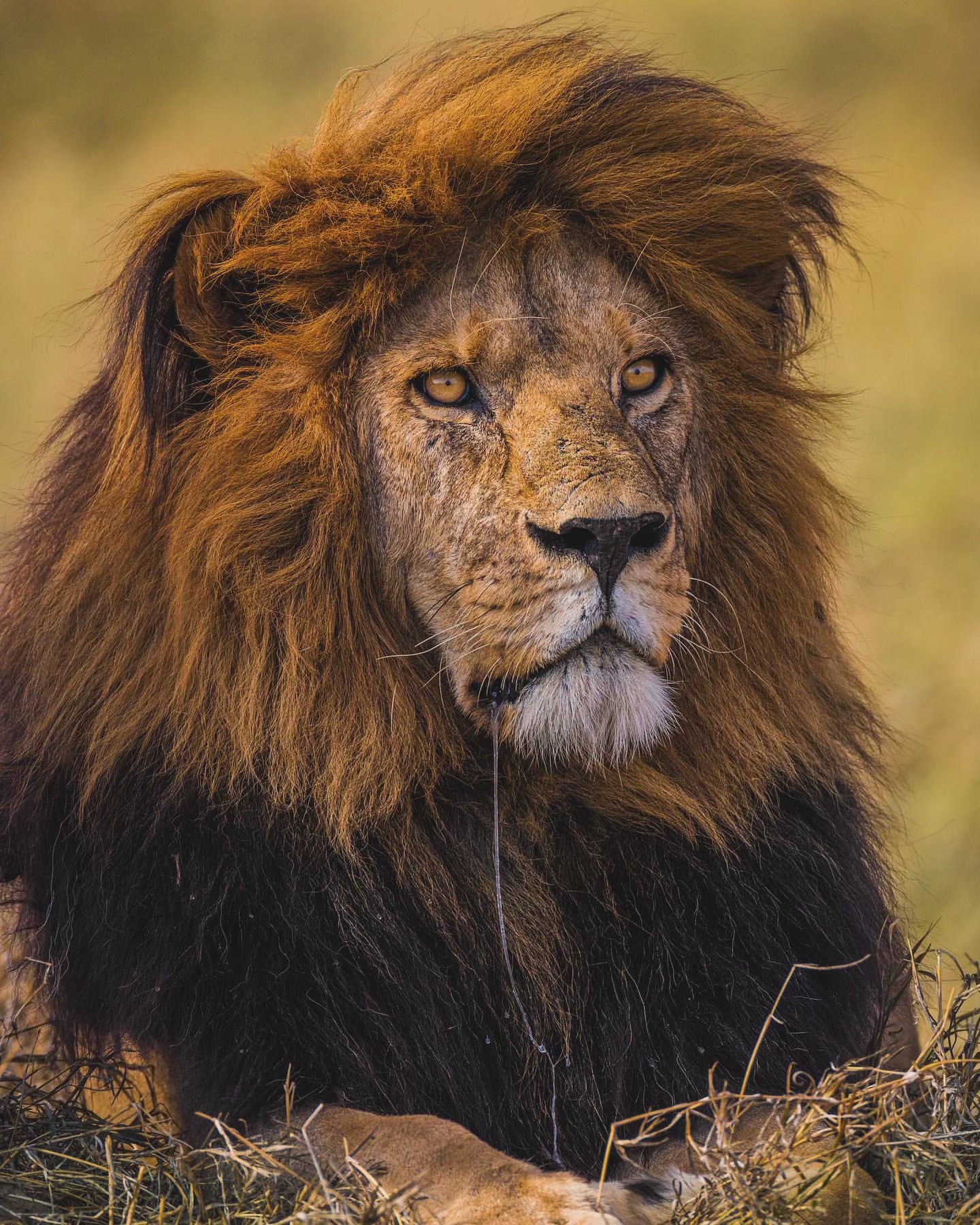 Tanzania safari Serengeti sunrise,