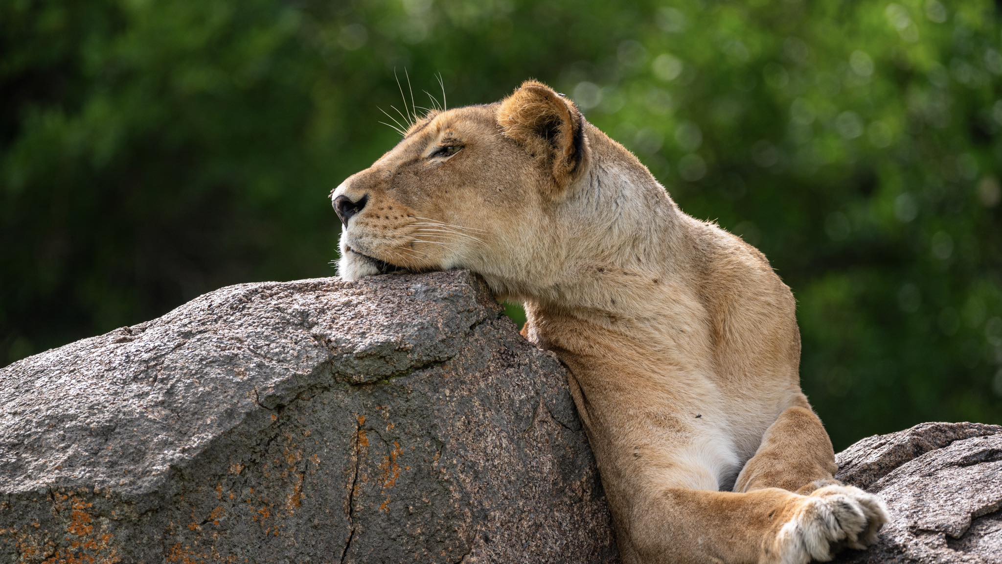 female lion in serengeti 