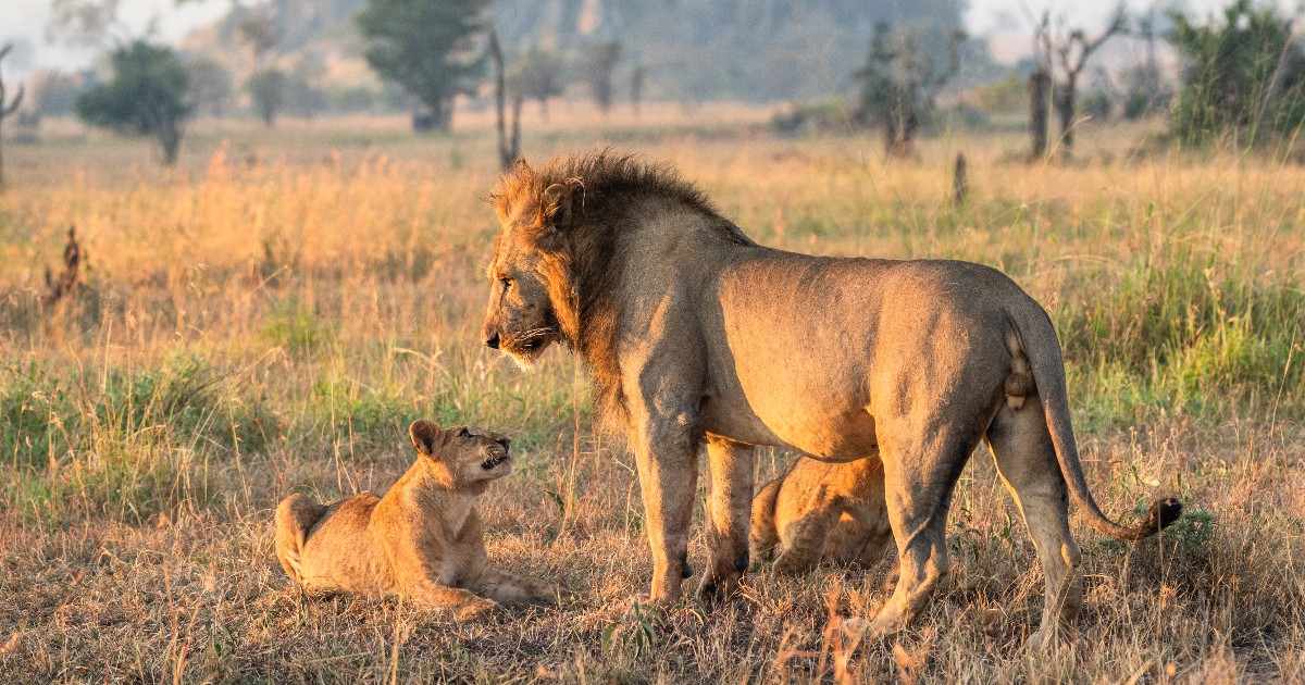 serengeti tanzania safari paul tours safari